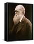 Charles Darwin-Julia Margaret Cameron-Framed Stretched Canvas