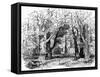 Charles Dickens Barnaby Rudge, 1841-null-Framed Stretched Canvas