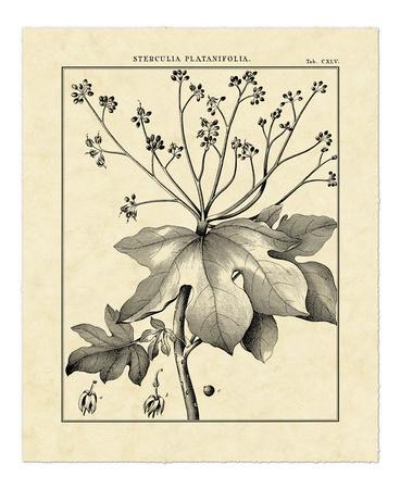 Vintage Botanical Study I