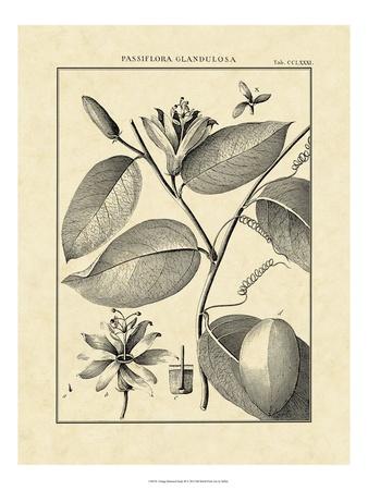 Vintage Botanical Study III