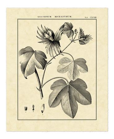 Vintage Botanical Study IV
