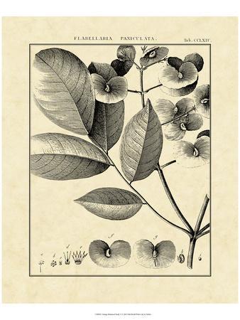 Vintage Botanical Study V