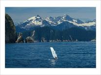 Alaska Puffin Hideout-Charles Glover-Giclee Print