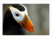 Puffin Profile-Charles Glover-Giclee Print