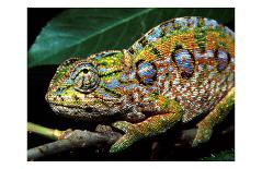 Chameleon, Madagascar-Charles Glover-Art Print