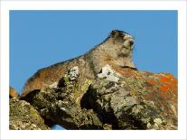 Marmot in Alaska-Charles Glover-Giclee Print