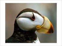 Puffin Profile-Charles Glover-Giclee Print