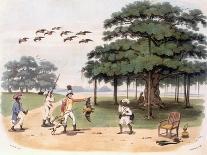 Flying Foxes at Banyantree, C.1791-98 (Colour Aquatint)-Charles Gold-Giclee Print