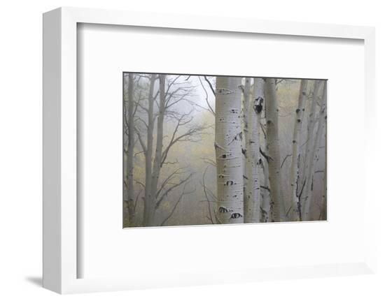 Framed Photographic Print, , large