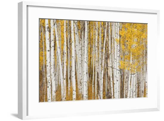 Framed Photographic Print, , large