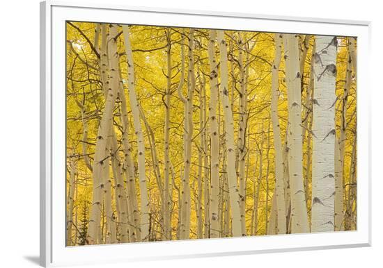Framed Photographic Print, , large