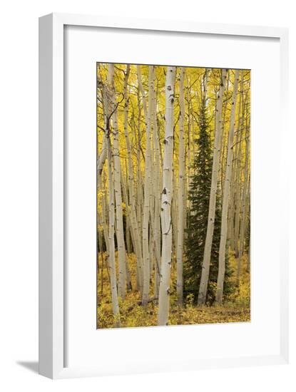 Framed Photographic Print, , large