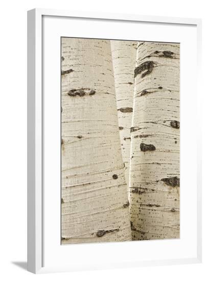 Framed Photographic Print, , large