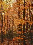 Flowering Dogwood in foggy forest, Shenandoah National Park, Virginia, USA-Charles Gurche-Photographic Print