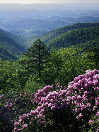 Blue Ridge Mountains Catawba Rhododendron, Blue Ridge Parkway, Virginia, USA