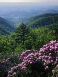 Flowering Dogwood in foggy forest, Shenandoah National Park, Virginia, USA-Charles Gurche-Photographic Print