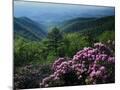Wood Mount