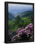 Essential Black