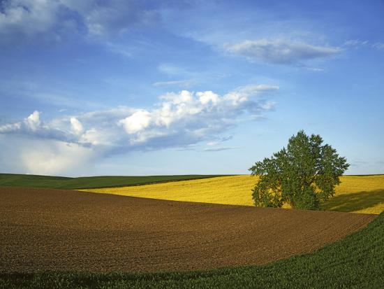 Premium Photographic Print, , large