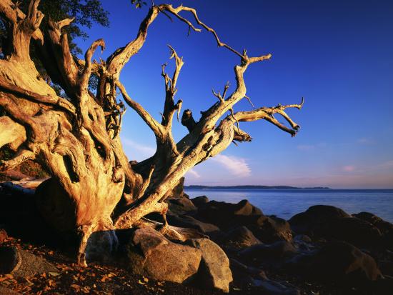 Premium Photographic Print, , large