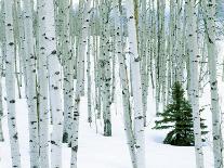 Aspen Trees, White River National Forest Colorado, USA-Charles Gurche-Photographic Print
