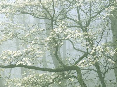 Flowering Dogwood in foggy forest, Shenandoah National Park, Virginia, USA