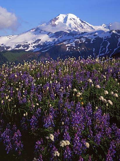 Premium Photographic Print, , large