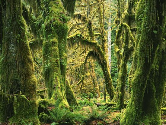 Premium Photographic Print, , large