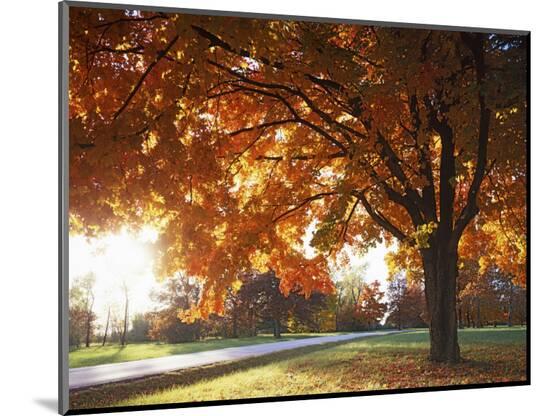 Photographic Print, , large