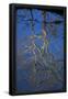 Essential Black
