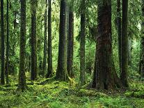 Virgin Sitka Spruce, Hoh Rain Forest, Olympic National Forest, Washington, USA-Charles Gurche-Photographic Print