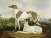 Two Greyhounds in a Landscape-Charles Hancock-Stretched Canvas