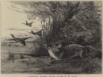 A Four-Legged Poacher, Reynard Baulked of His Dinner-Charles Harvey Weigall-Framed Stretched Canvas