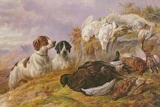 Sheep on a Dorset Coast-Charles Jones-Giclee Print