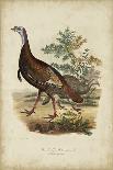 Wild Turkey-Charles L^ Bonapart-Framed Art Print