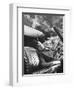 Charles Laughton, Arch of Triumph, 1948-null-Framed Photographic Print