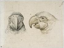 Deux t?s de perroquets-Charles Le Brun-Giclee Print
