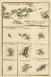 The Canary Islands, with Madeira and Porto Santo, from 'Atlas De Toutes Les Parties Connues Du…-Charles Marie Rigobert Bonne-Giclee Print