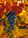 Cabernet Sauvignon Grapes-Charles O'Rear-Photographic Print