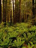 Ferns in Redwood Forest-Charles O'Rear-Photographic Print