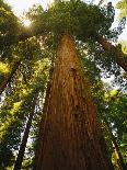 Redwoods-Charles O'Rear-Photographic Print