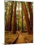 Wood Mount