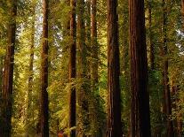 Redwoods-Charles O'Rear-Photographic Print