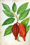 Cacao, from a Manuscript on Plants and Civilization in the Antilles, circa 1686-Charles Plumier-Stretched Canvas