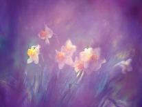 Abstract of Daffodils, New Brunswick, Canada-Charles R. Needle-Photographic Print