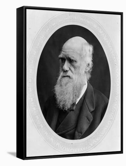 Charles Robert Darwin (B/W Photo)-Lock and Whitfield-Framed Stretched Canvas