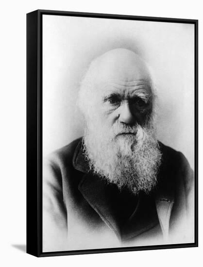 Charles Robert Darwin, English Naturalist-Science Source-Framed Stretched Canvas