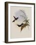 Charles's Comet, Cometes Caroli-John Gould-Framed Giclee Print