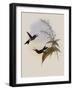 Charles's Comet, Cometes Caroli-John Gould-Framed Giclee Print