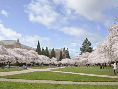 Cherry Trees on University of Washington Campus, Seattle, Washington, USA